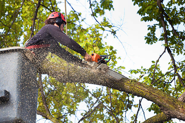 Best Arborist Consultation Services  in Moody Af, GA